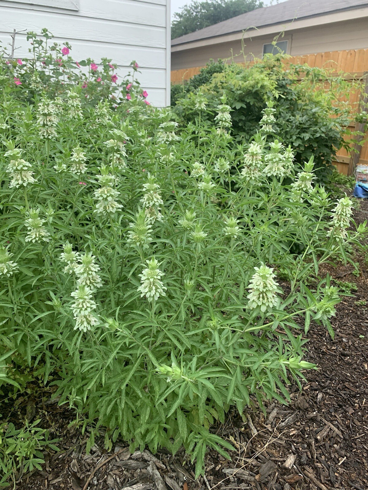 Lemon Beebalm Seeds. 100 plus seeds. Lemon Mint/Horsemint