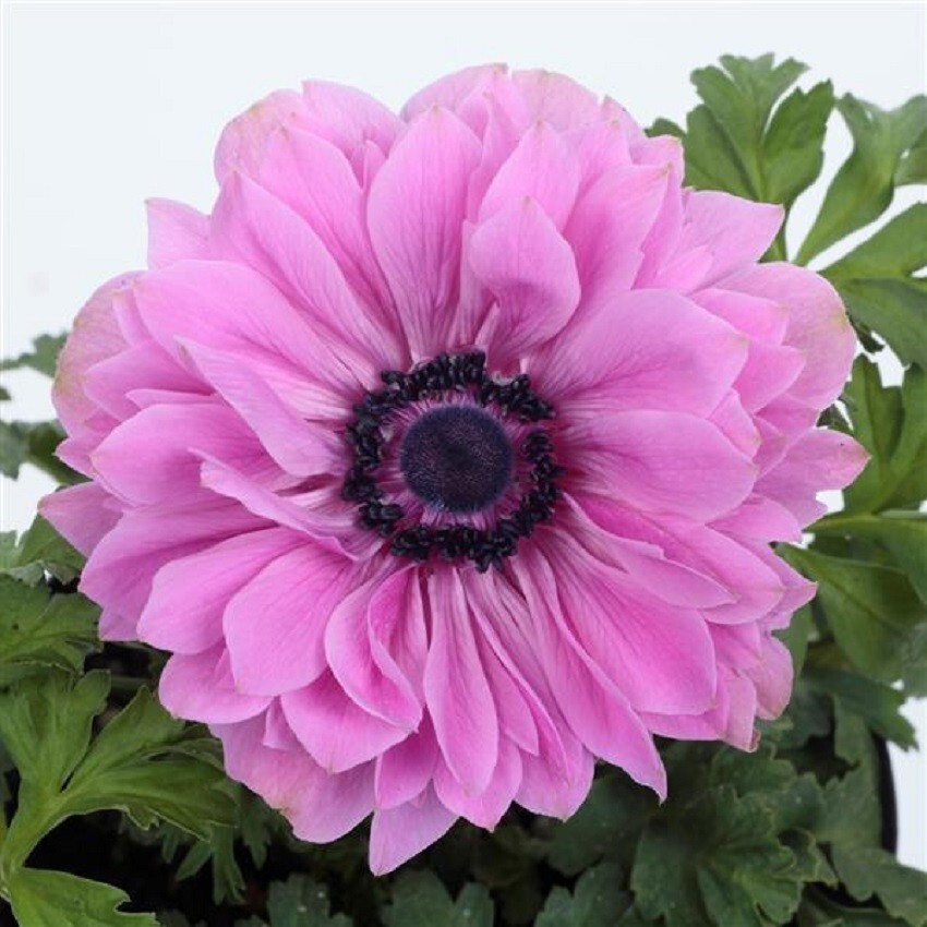 Anemone Seeds Anemone Harmony Double Rose 25 Seeds