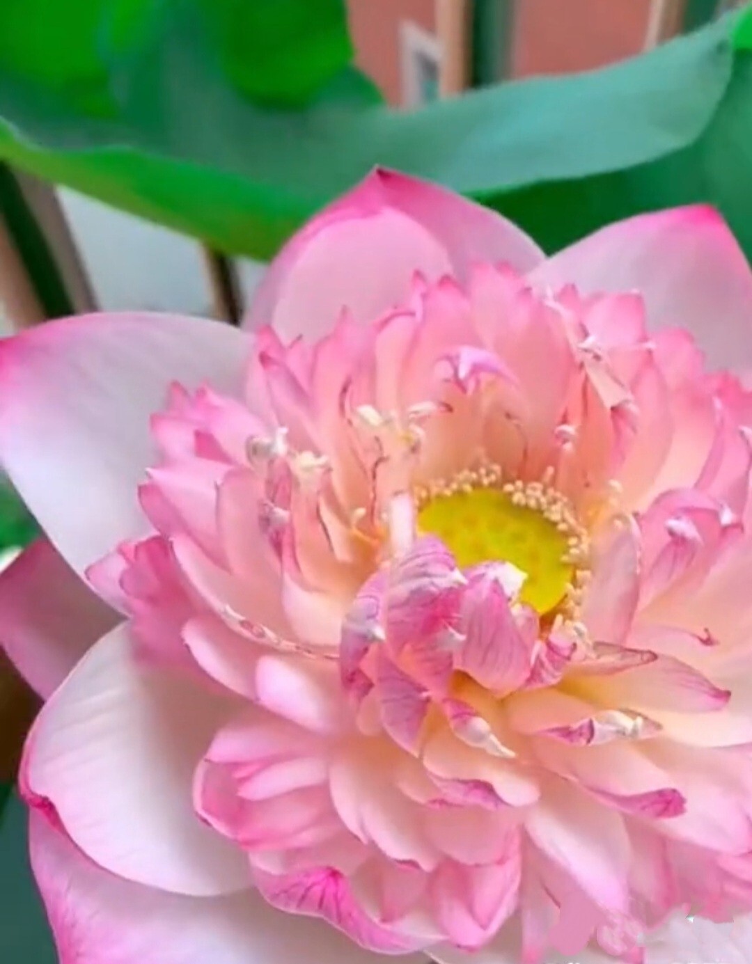 25 Sacred Lotus Flower Seeds Nelumbo Nucifera Edible Aquatic Water Lily