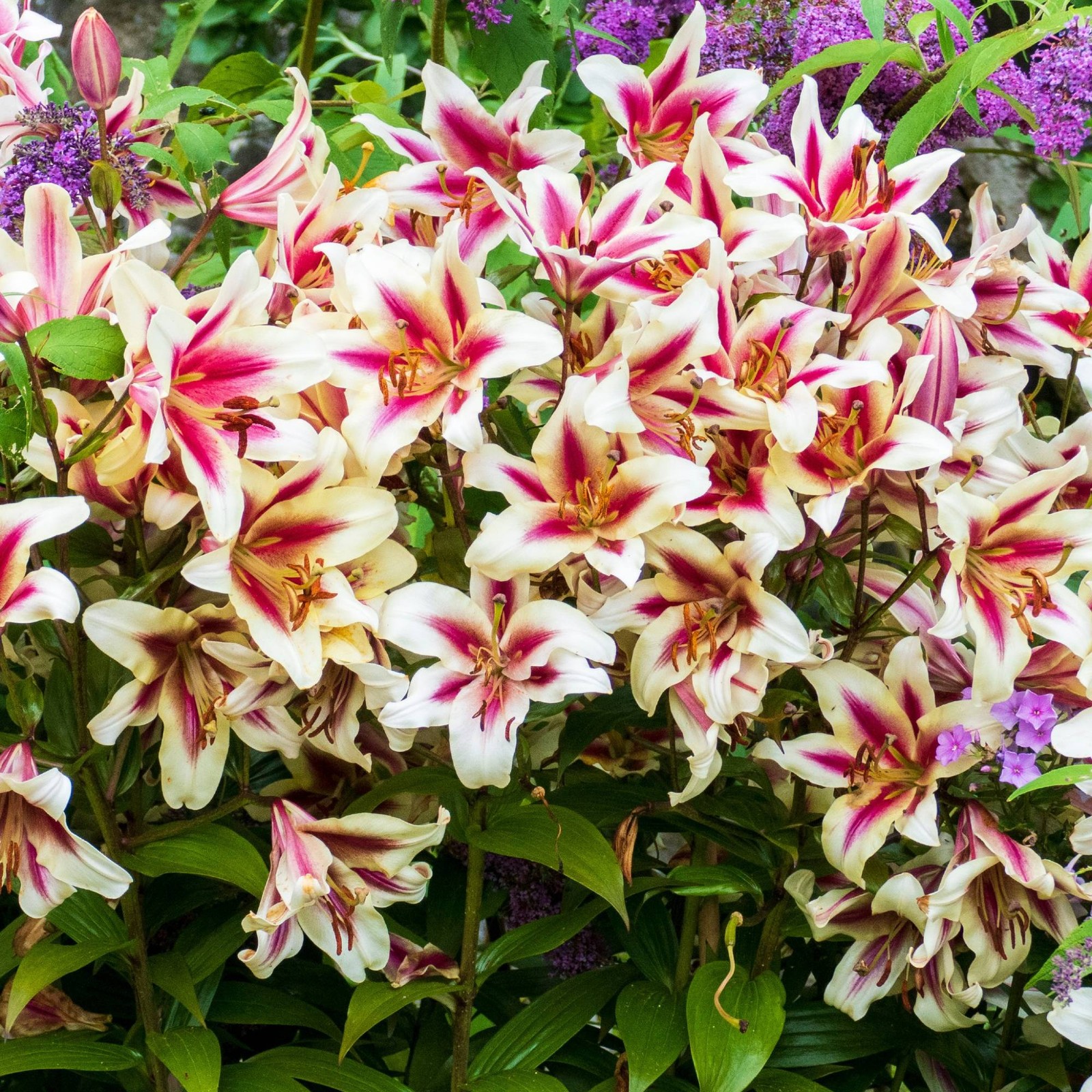 Lilium Orienpet Lily Candy Club 3 Flower Bulbs, Summer Pink Cream Fragrant Bloom