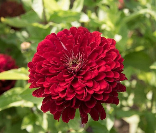 Zinnia Variety: Giant Orange, Giant Golden Yellow, Giant Deep Red, Giant White
