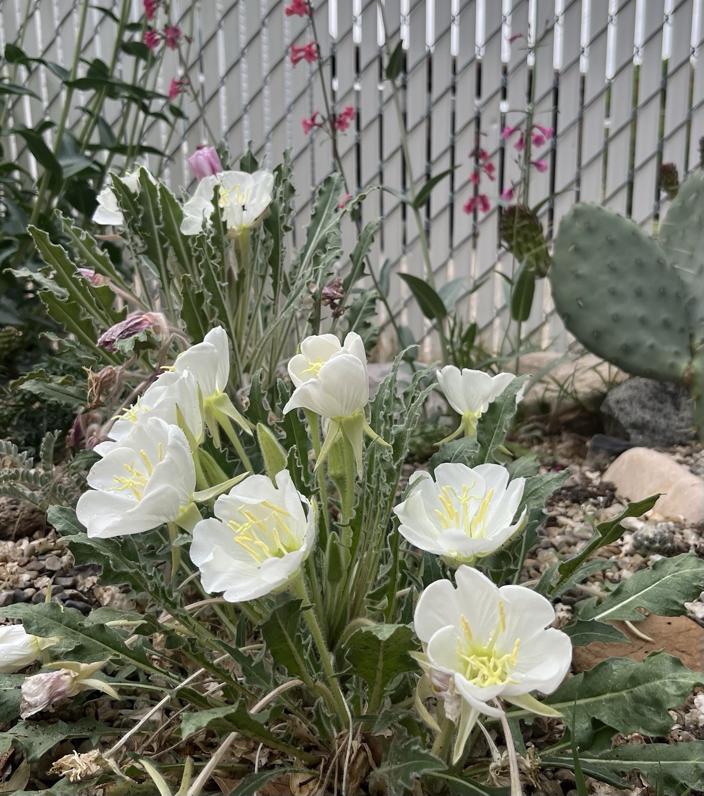 OE01: Fragrant Evening Primrose Seed ~50 Ct Cold Hardy Wildflower Oenothera caes