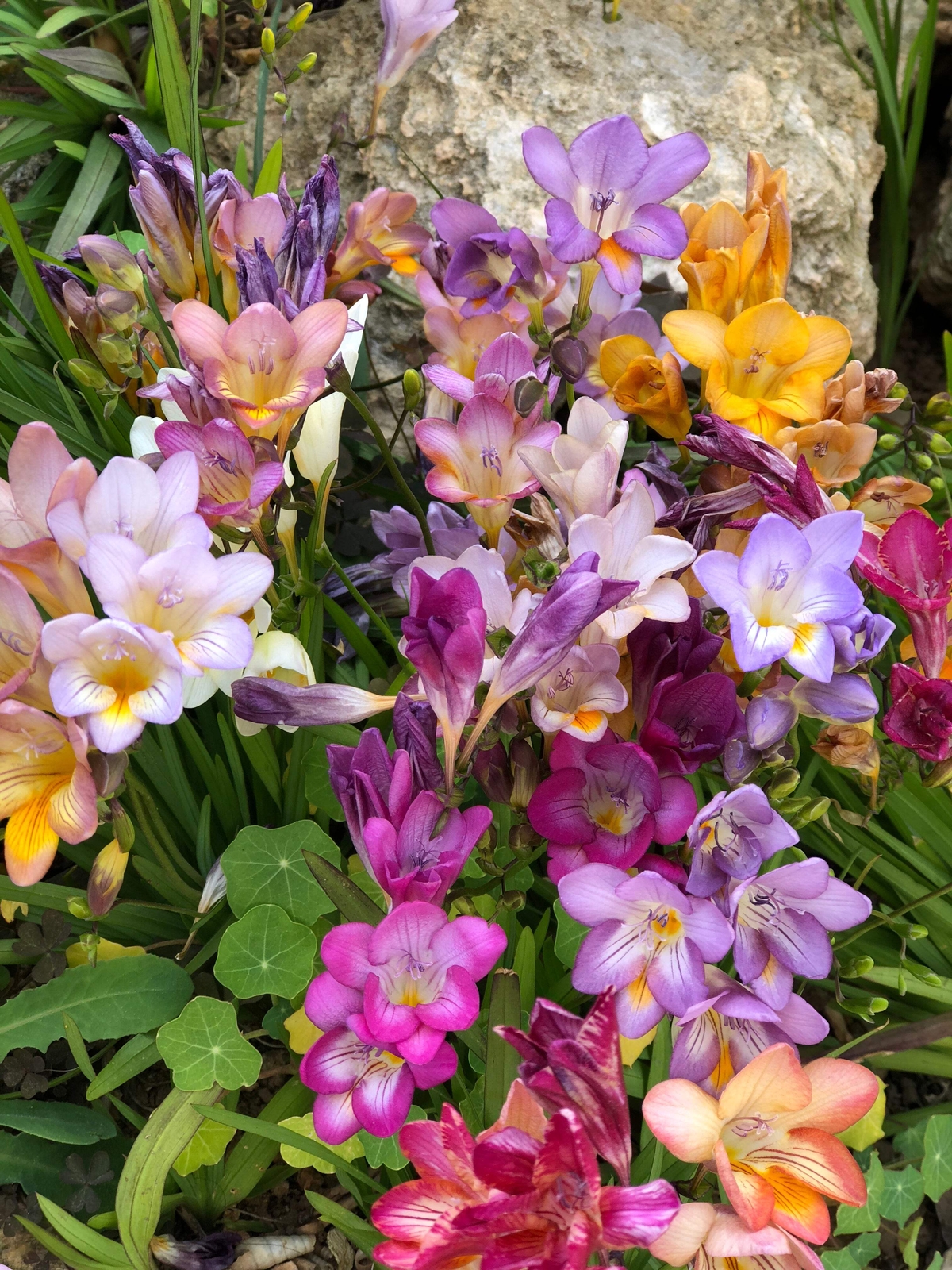 5 ROYAL CHAMPION MIX FREESIA Mixed Colors Pink Blue Purple Yellow + Flower Seeds