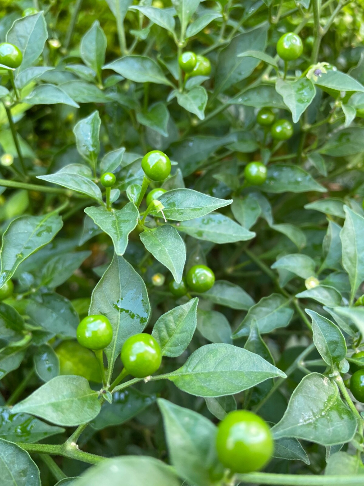 50+ Aji Charapita pepper seeds Peruvian Organic Non-gmo Open Pollinated