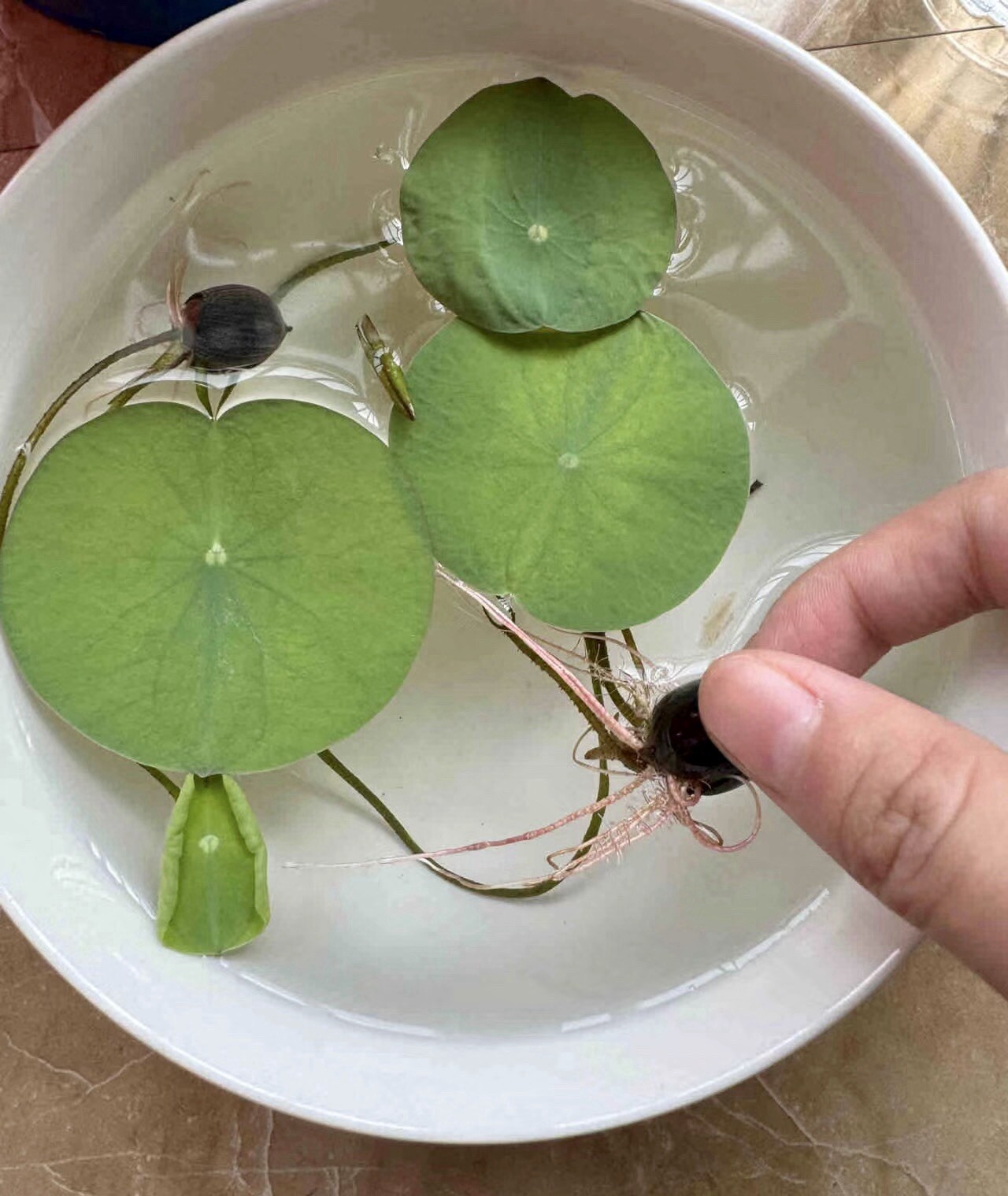 3Pcs Lotus Seedlings-Ready for Potting-Exotic Water Lily Aquatic Plant