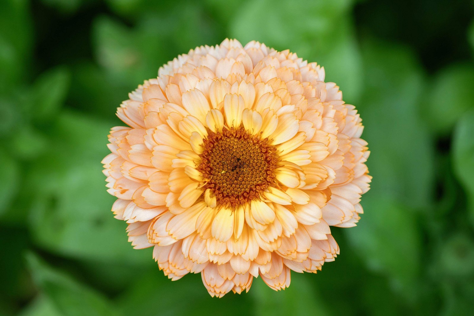 20 ZEOLIGHTS CALENDULA Officinalis MARIGOLD Flower Seeds Coral Peach Pink CombSH