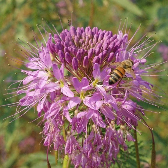 Rocky Mountain Bee Plant Seeds, Cleome serrulata. Free Shipping!