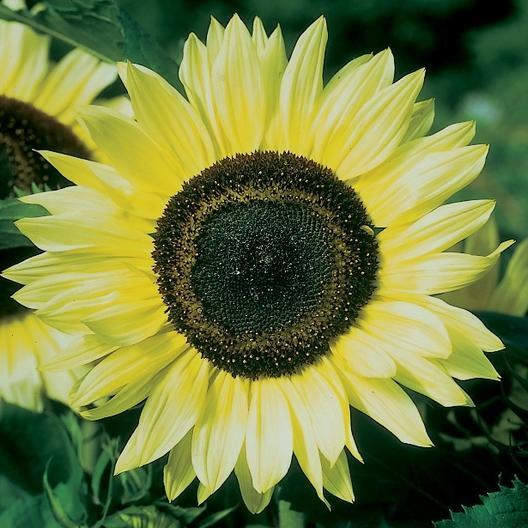 Sunflower HERE COMES THE SUN Mix 6 Types Bees Love Sunflowers! Non-GMO 50 Seeds!