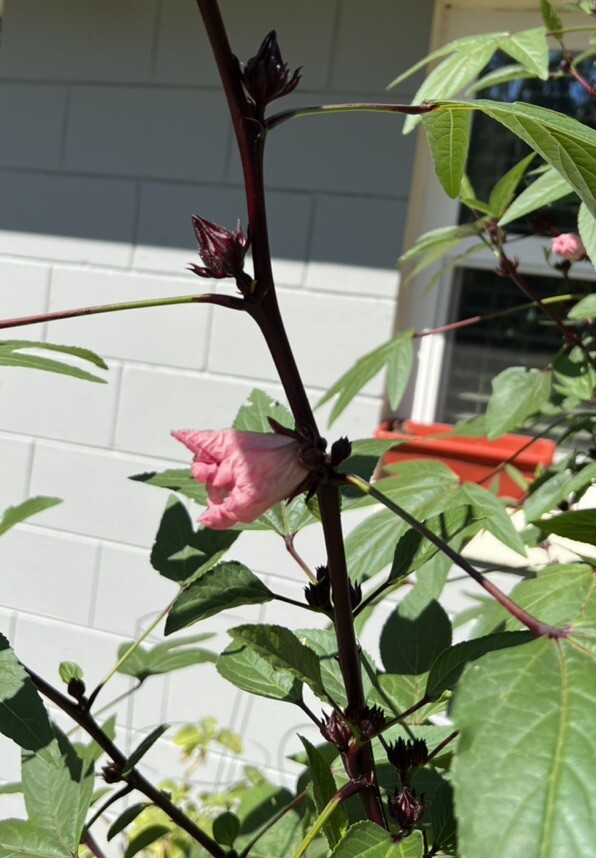 Roselle Hibiscus Seeds