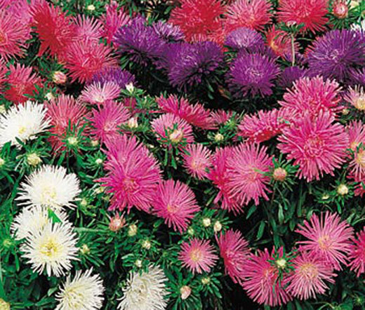 ASTER STARLIGHT MIXED COLORS Callistephus Chinensis – 200 Bulk Seeds
