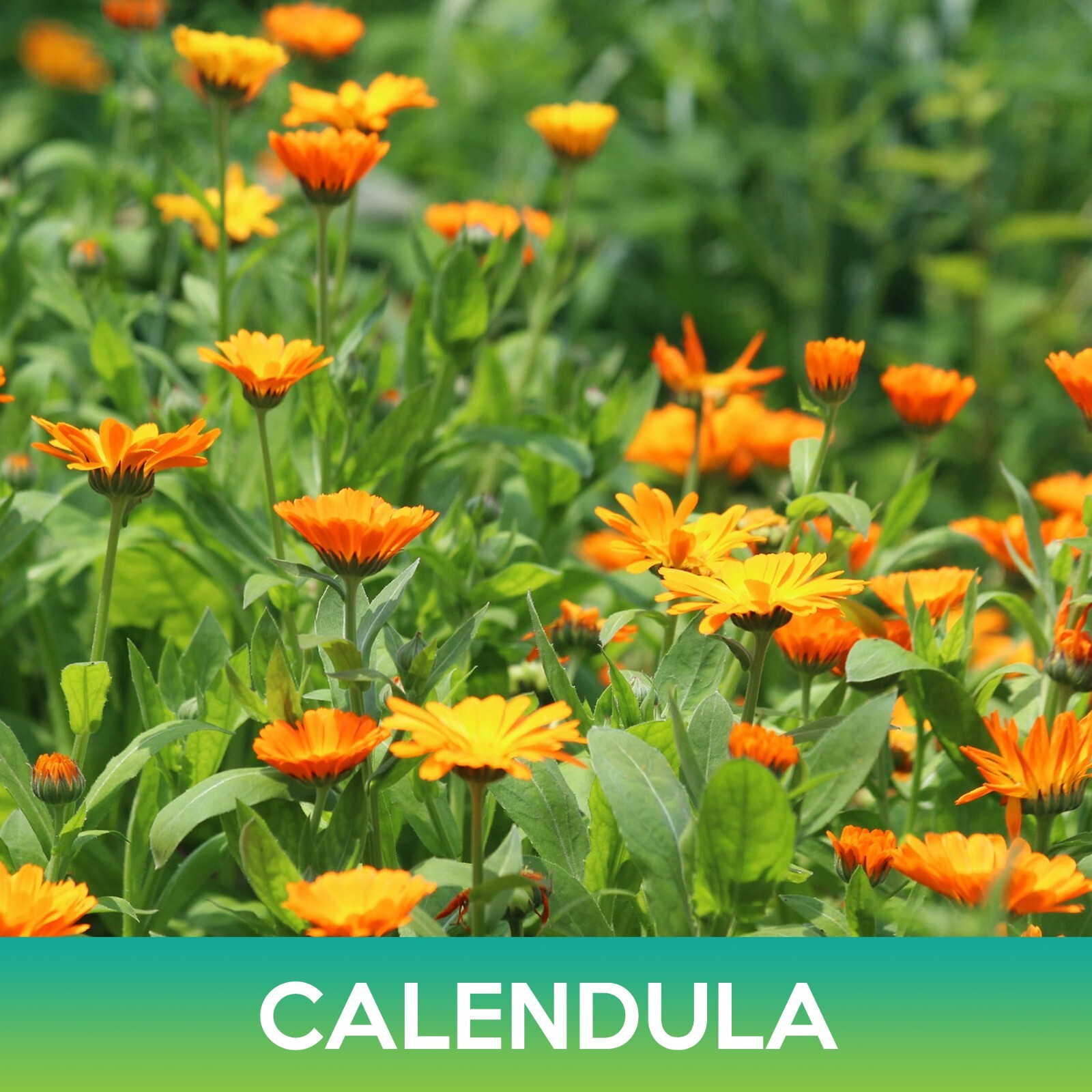 Calendula Flower Seeds, Calendula Officinalis