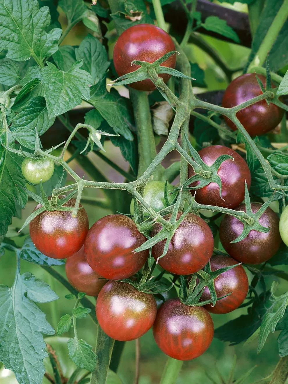 30 BLACK CHERRY TOMATO SEEDS ~ 2026 ~ NON-GMO ~ heirloomseedguy