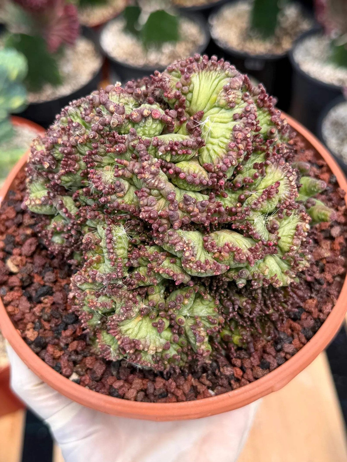 Crested Mammillaria bocasana cv. Fred | Rare Collector Cactus | Unique Live Succ