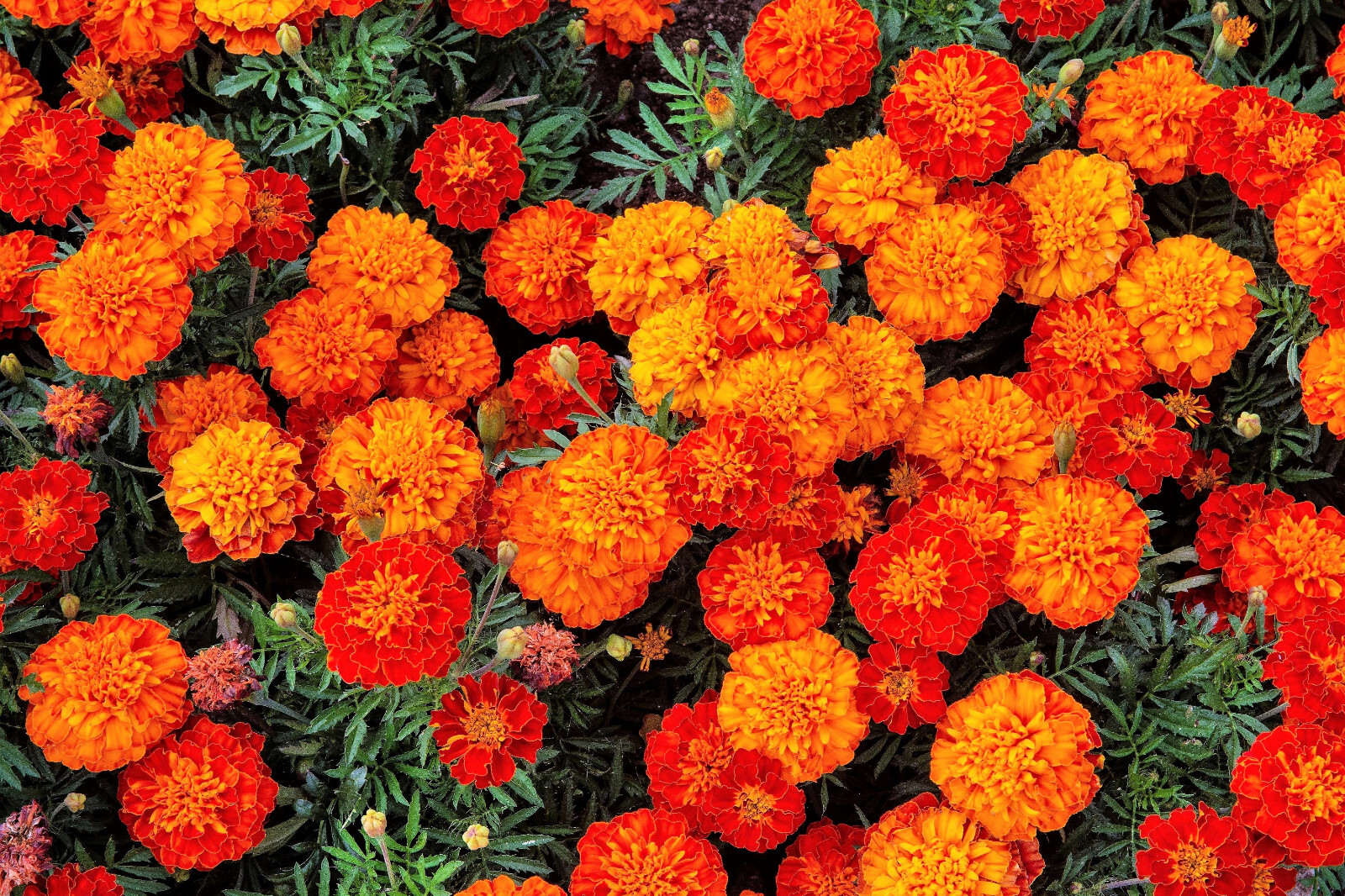 400 FRENCH MARIGOLD SPARKY Mixed Colors Tagetes Patula Flower Seeds *Flat S/H