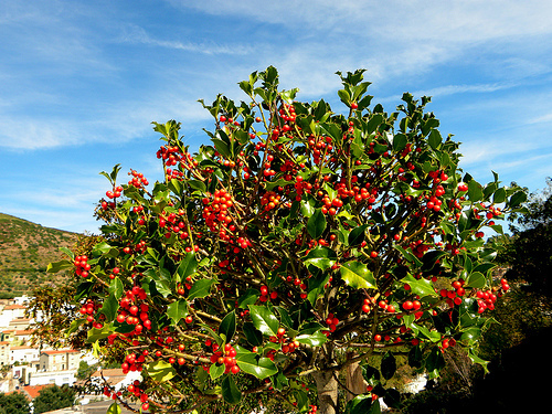 English Holly, Ilex aquifolium, Tree Seeds