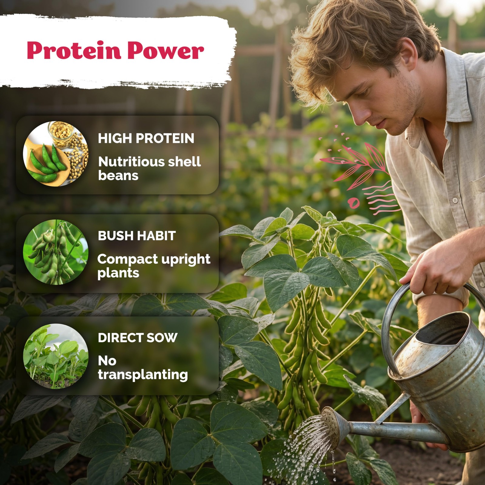 KVITER 40 Soy Bean Midori Giant Edamame Seeds (Glycine max)