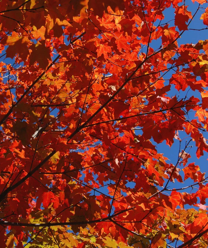 20 GREEN MOUNTAIN SUGAR MAPLE SEEEDS Acer saccharum ‘Green Mountain’