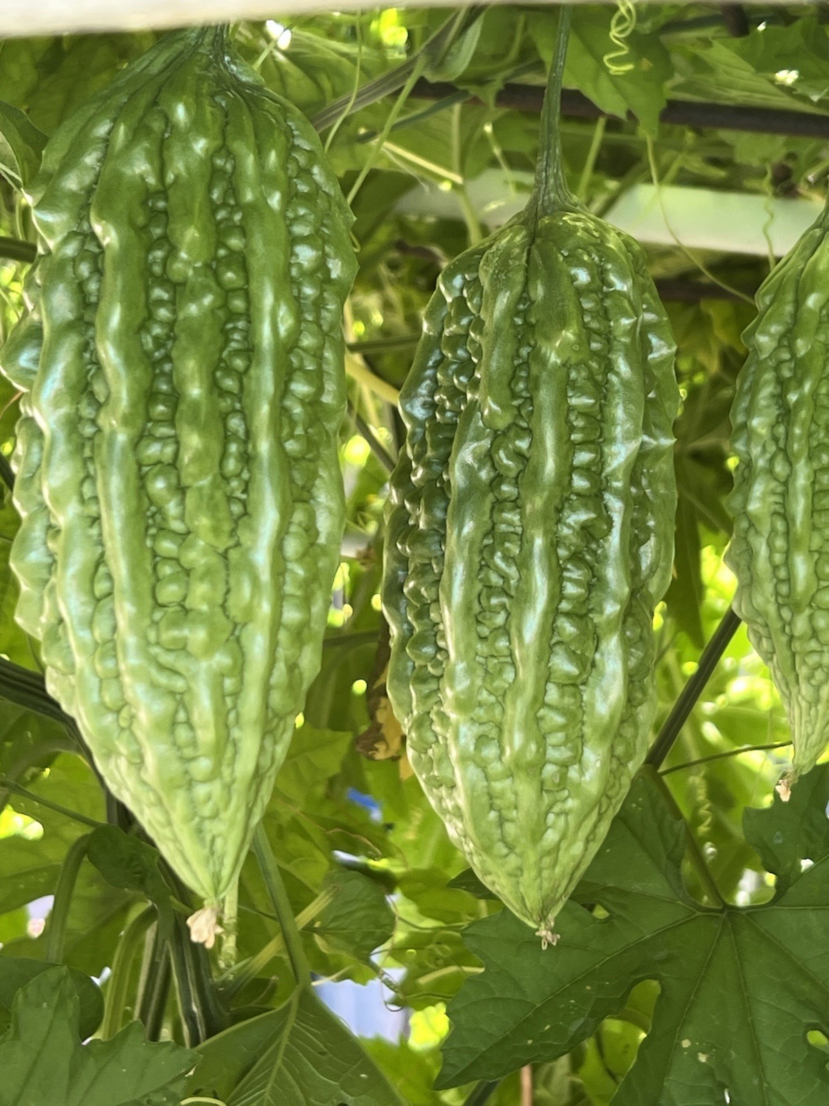 2 BitterMelon Starter Plant Bitter Gourd Ready To Plant Free Shipping