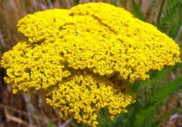 GOLD YARROW 100 FRESH SEEDS FREE SHIPPING