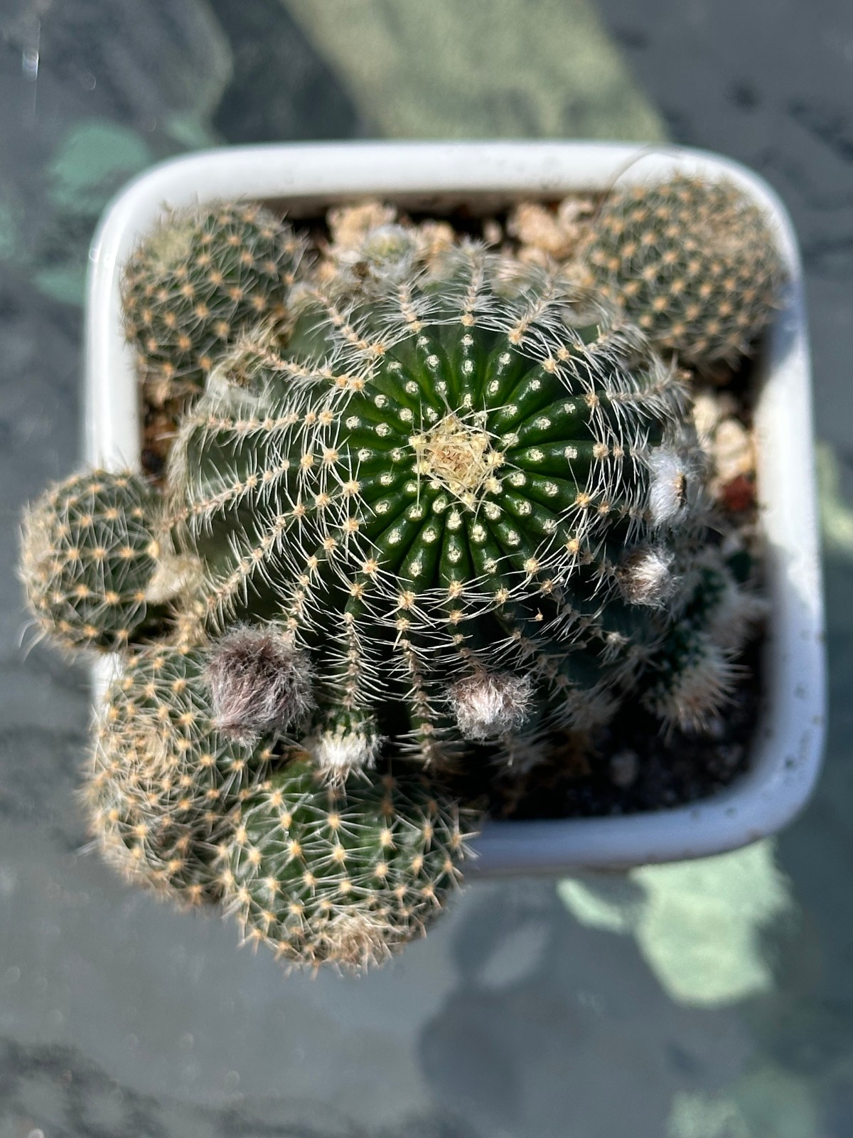 Echinopsis chamaecereus Live Cactus in 4″ pot FREE SHIPPING