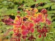 Caesalpinia pulcherrima BIRD OF PARADISE SHRUB Seeds!