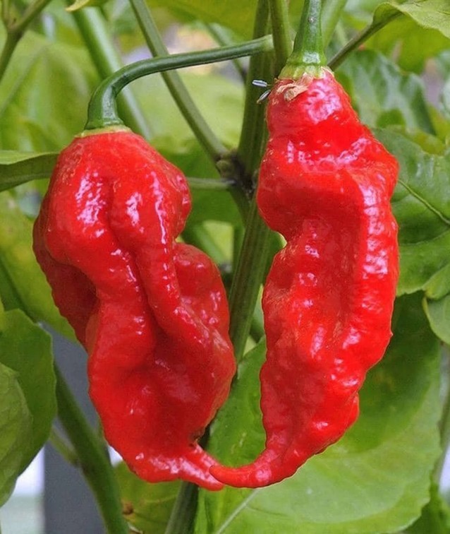 25 Choice Harvested Fresh Super-Hot Bhut Jolokia Red Premium Pepper Seeds-B 05