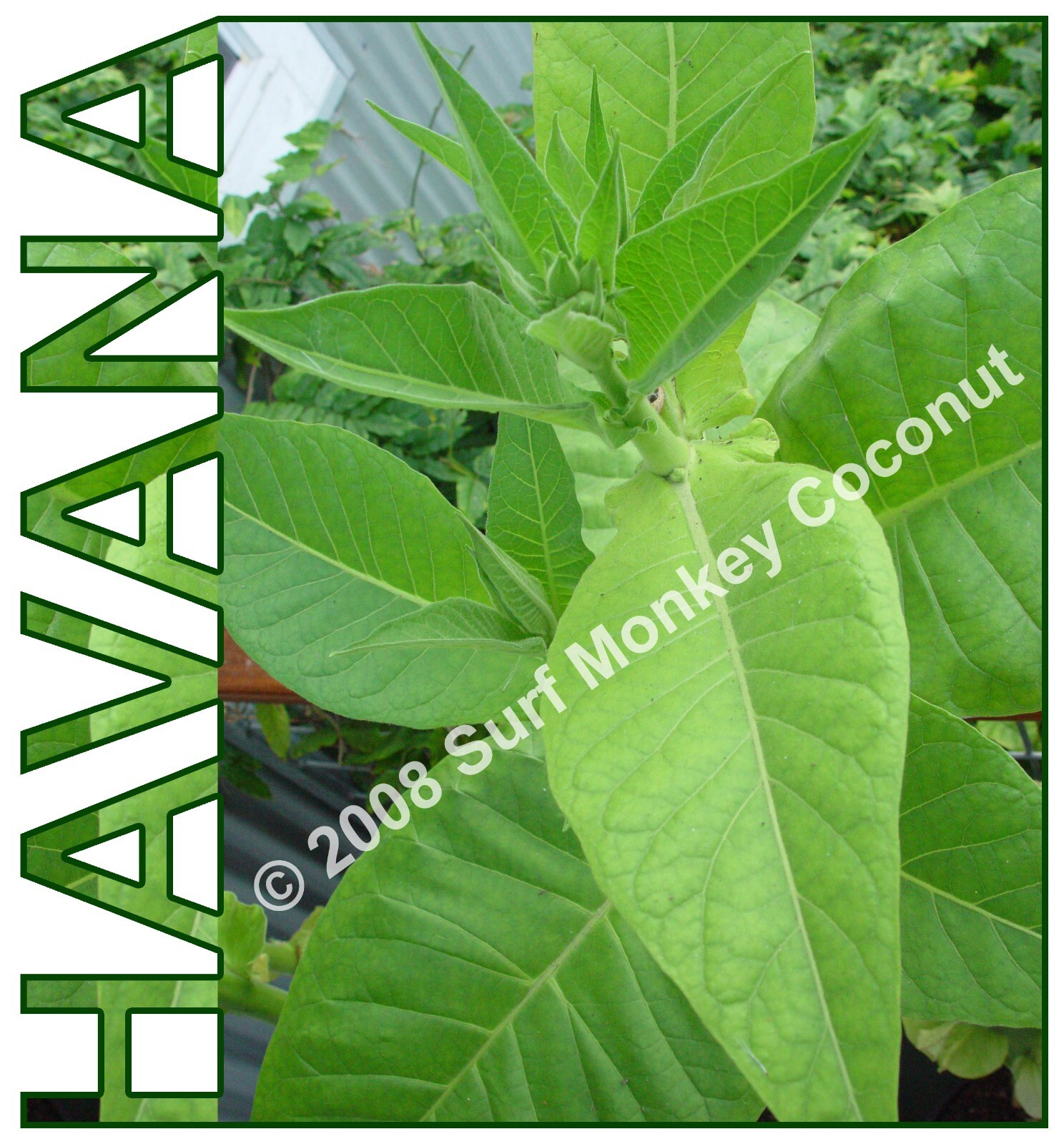 Heirloom Tobacco Seeds 500+ USA GROWN Seed Pack Best Germination Easy to Grow