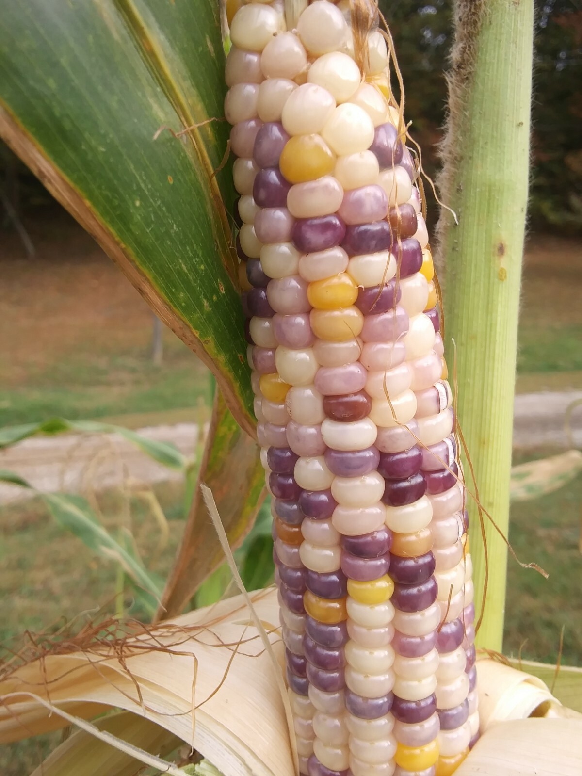 100 GLASS GEM INDIAN CORN SEEDS 2021 HARVEST