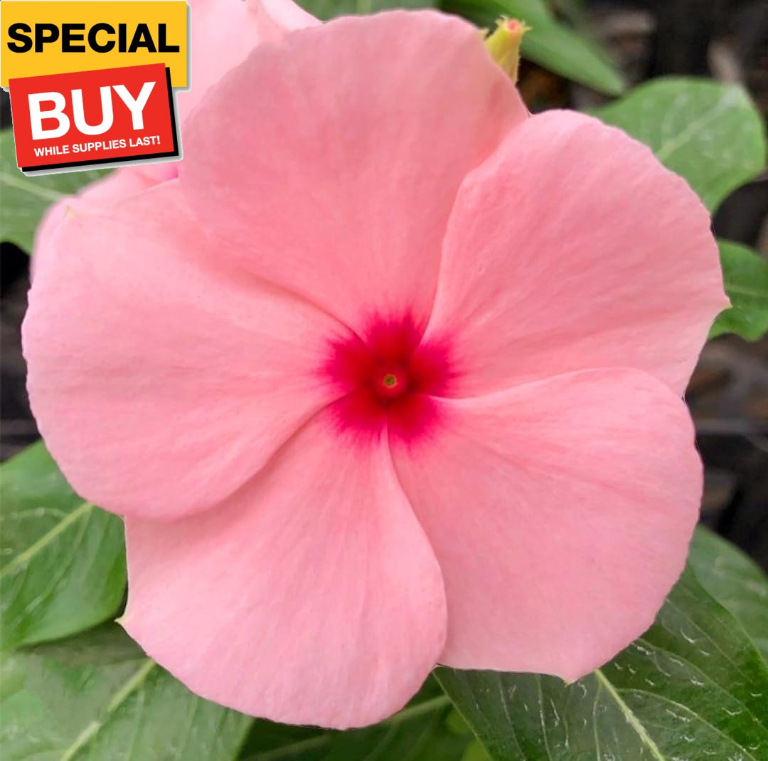 1200 Periwinkle Seeds Madagascar Mix Perennial Flowers – Catharanthus roseus Vin