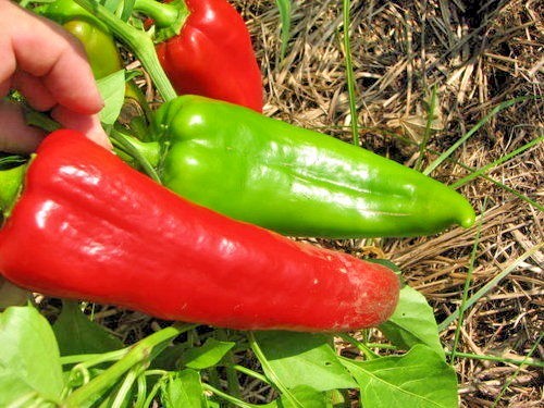 Red Marconi sweet pepper seeds non-gmo Italian heirloom BIG FLAVOR