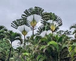 Traveler’s Palm Seeds ~ Ravenala Madagascariensis ~ Unique ~ Rare ~ Palm Tree ~