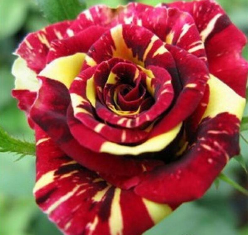 20 EXOTIC RARE STRIPED DRAGON ROSE SEEDS garden flower plant Rosas tea hybrid