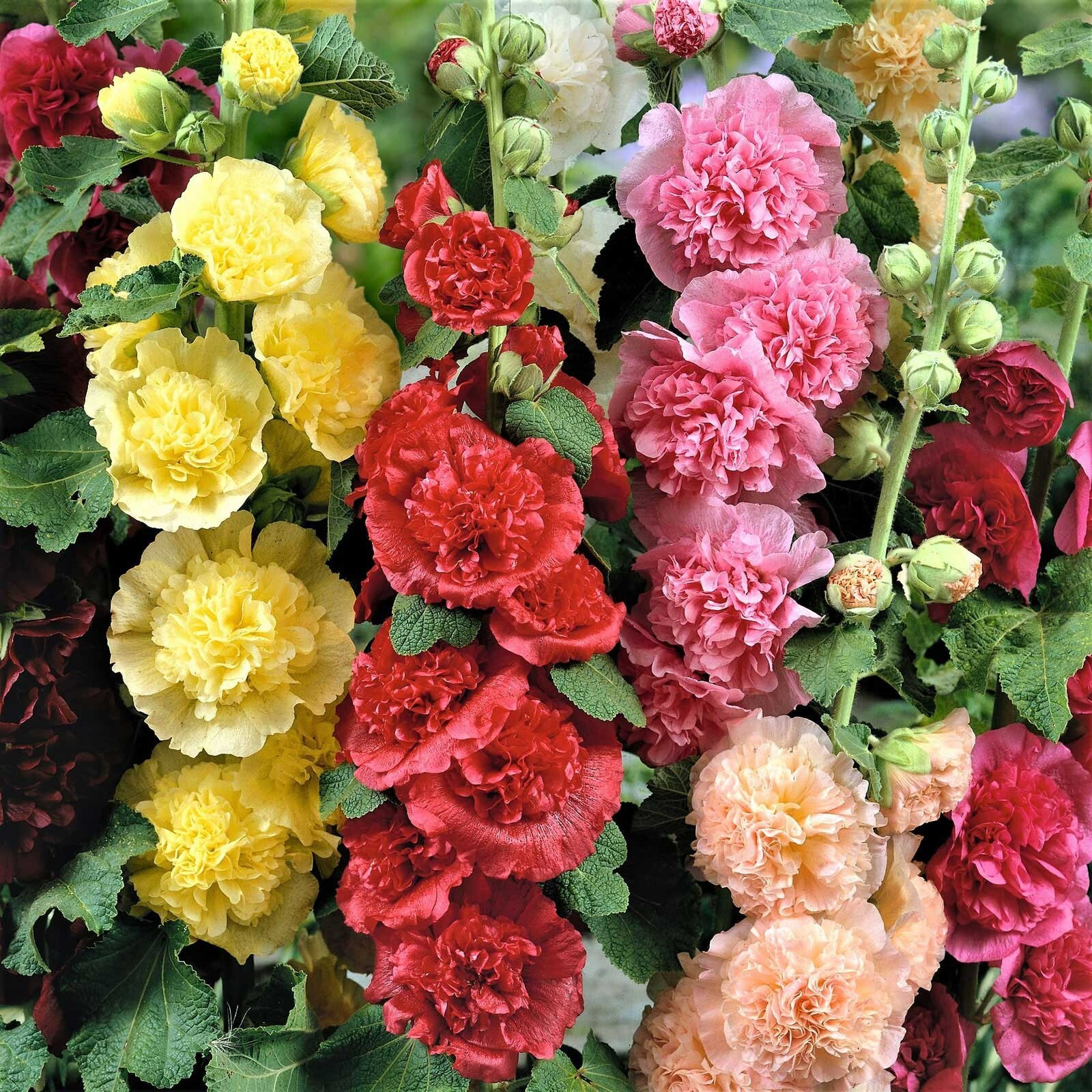 Hollyhock CHATER’S DOUBLE Mix Peony Flowered Blooms Biennial Non-GMO 100 Seeds!