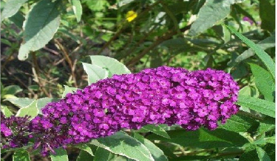 500 + Seeds Fushia RED Butterfly Budhelia Bush Perennial USA Seller