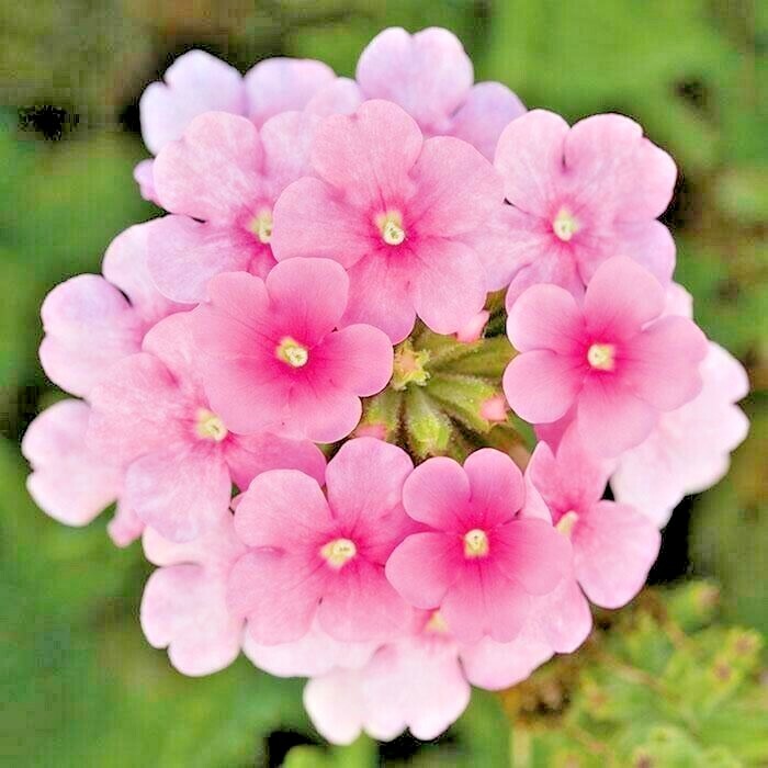 201+VERBENA MIX Flower Seeds Groundcover Hanging Baskets Container Flower Garden
