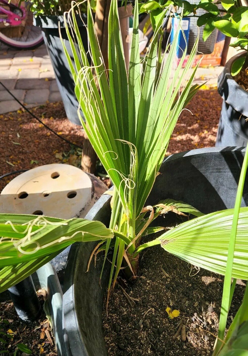(1) 3 YEAR OLD – WASHINGTON ROBUSTA, MEXICAN FAN PALM TREE SEED SAPLINGS