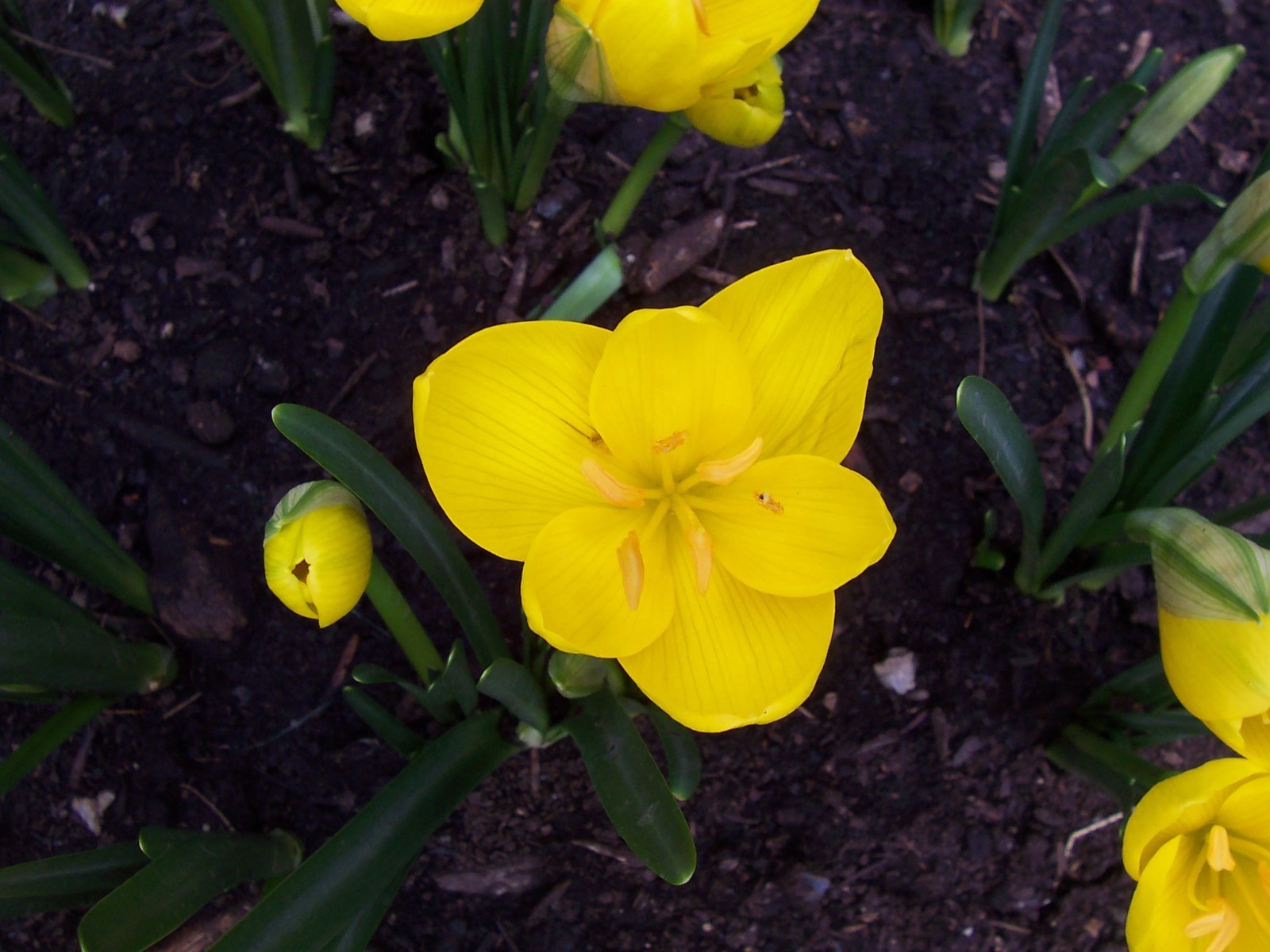 10 LARGE Fall Blooming Crocus Bulbs Autumn Daffodil Sternbergia Lutea Live Plant