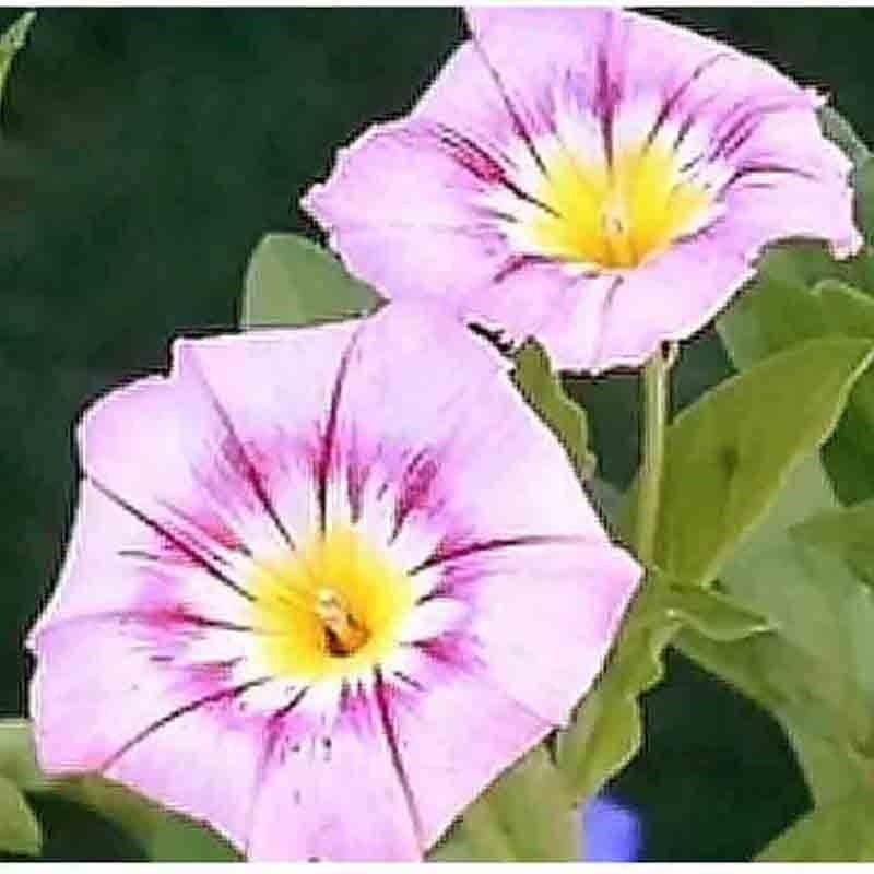 MORNING GLORY 30 SEEDS DWARF ROSE HUMMINGBIRD MIX TRICOLOR FLOWERS VINING USA