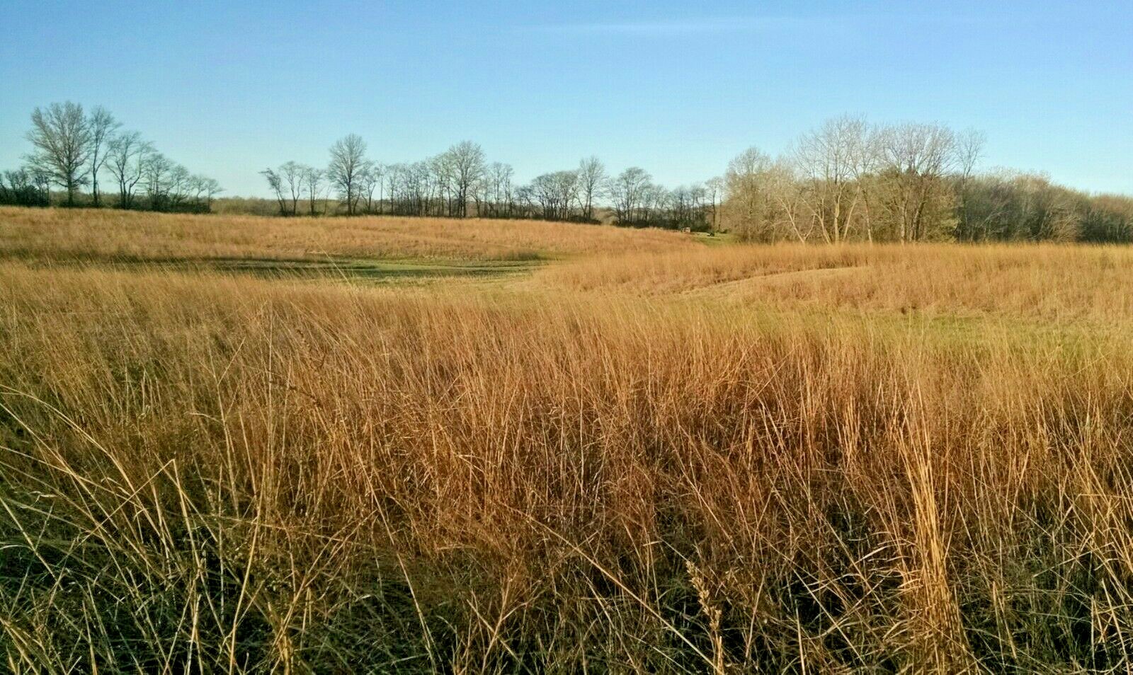 1001+SWITCHGRASS Seeds Native Tall Grass Prairie Ornamental Perennial Fast Easy