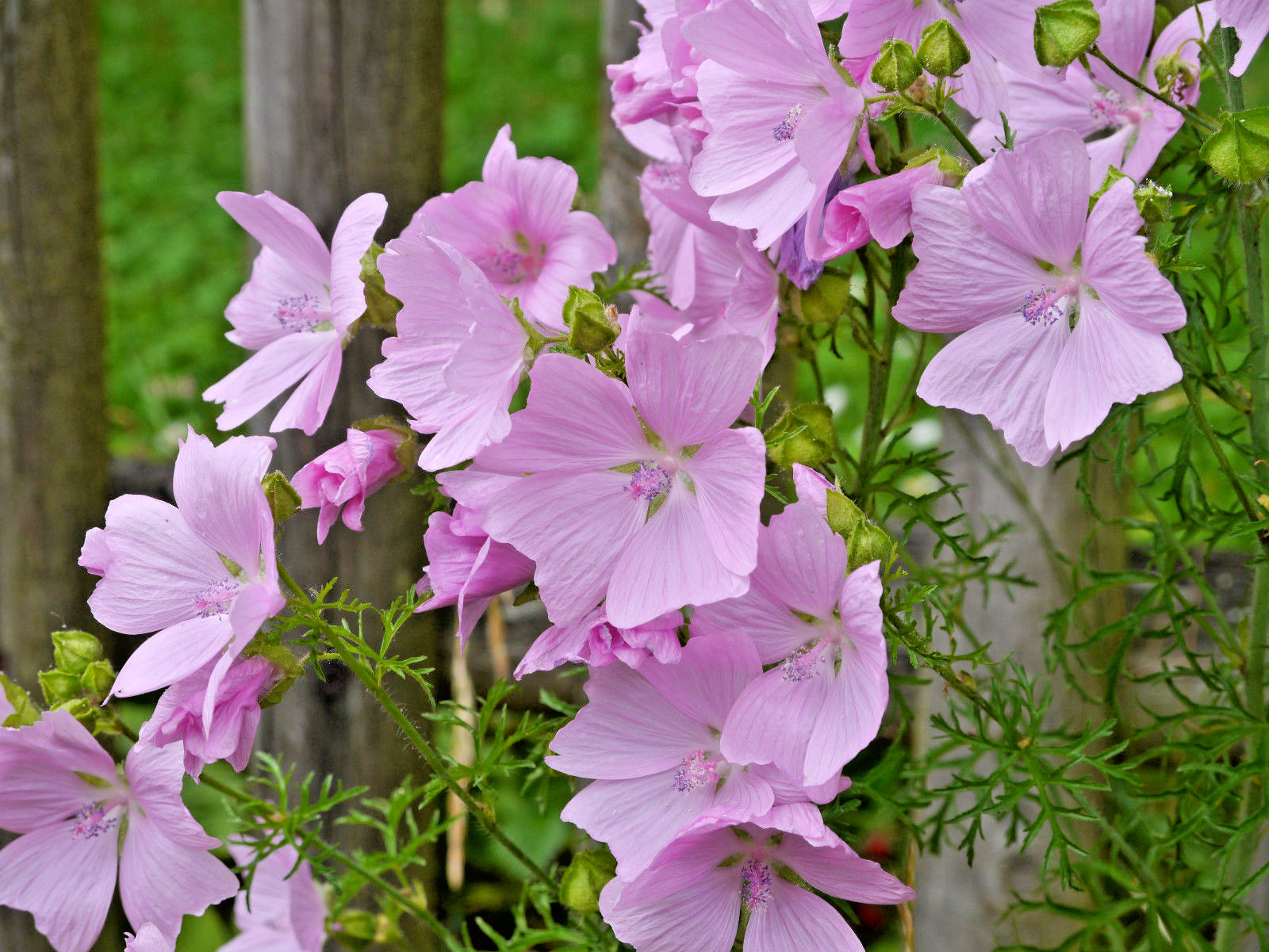 PINK MUSK MALLOW 102 SEEDS, MALVA MOSCHATA, USA SELLR, EZ TO GROW