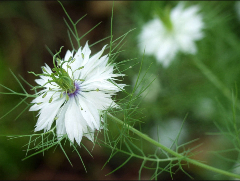3,000 + Love In a Mist Organic Nigella Flower Seeds Unique Cut Decorative Pods