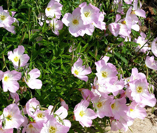 SHOWY EVENING PRIMROSE Oenothera Speciosa – 10,000 Bulk Seeds