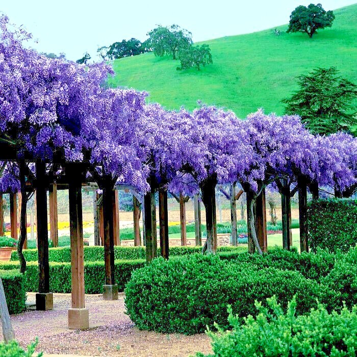 5 Chinese Blue Wisteria sinensis Tree Seeds Fast Climber Flower Vine Hardy Plant