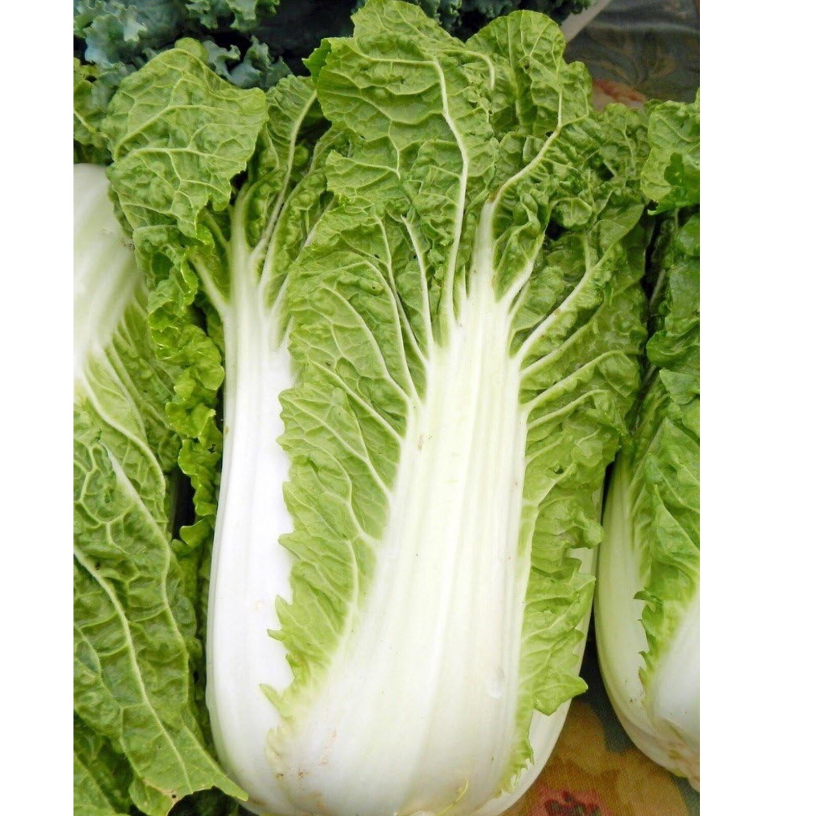 Napa Cabbage/Michihili Chinese Cabbage 200+ Seeds. Heirloom~Non-GMO~ Organic.