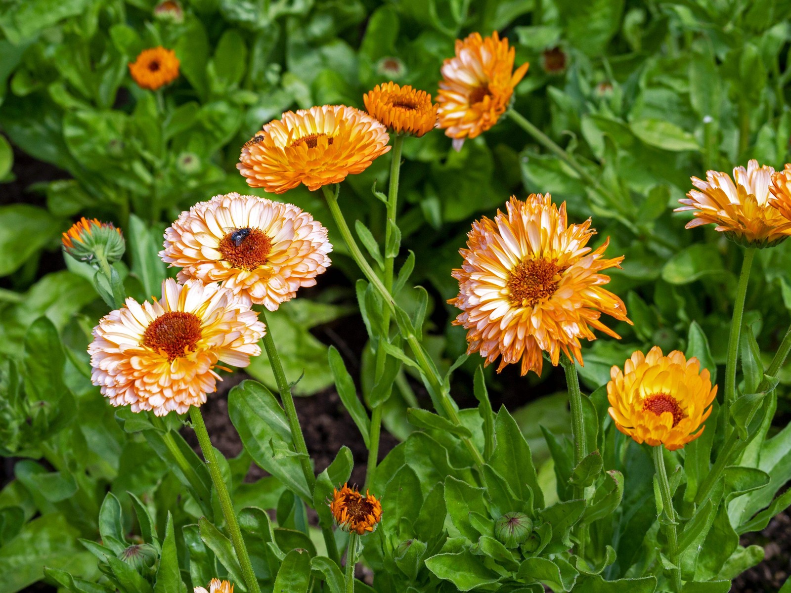 20 ZEOLIGHTS CALENDULA Officinalis MARIGOLD Flower Seeds Coral Peach Pink CombSH
