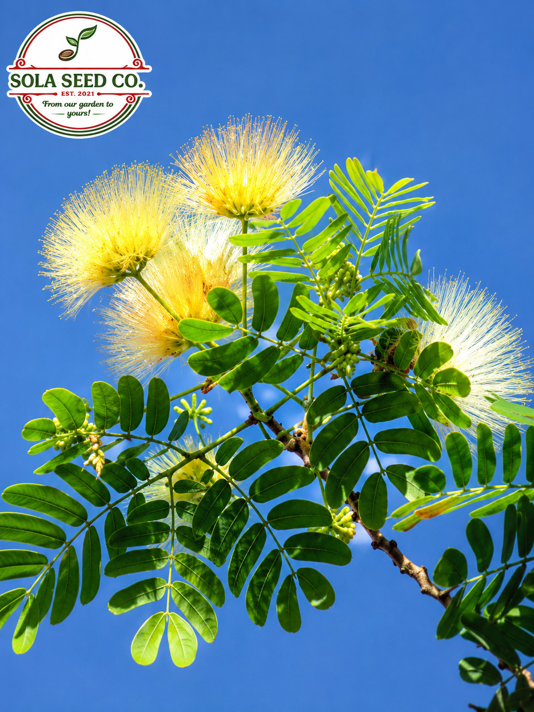 10 Mother-in-law’s Tongue Tree Seeds(Albizia lebbeck)Mimosa Family-Florida Grown
