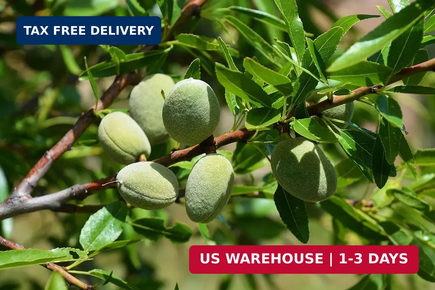 5pcs Fresh Almond Tree Seeds, Premium Heirloom Variety for Planting, Fast-Growin