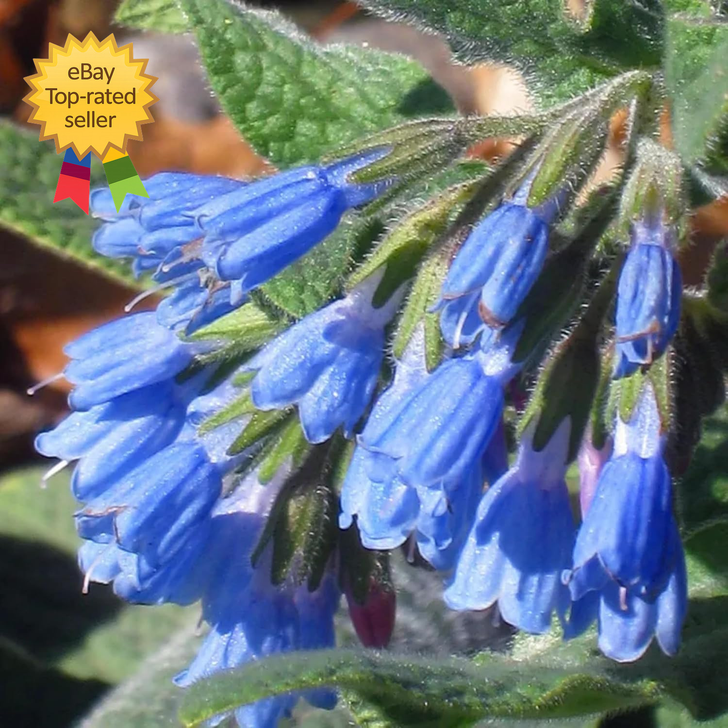 Symphytum Officinale Comfrey Seeds Non Gmo Heirloom Fresh Garden Seeds