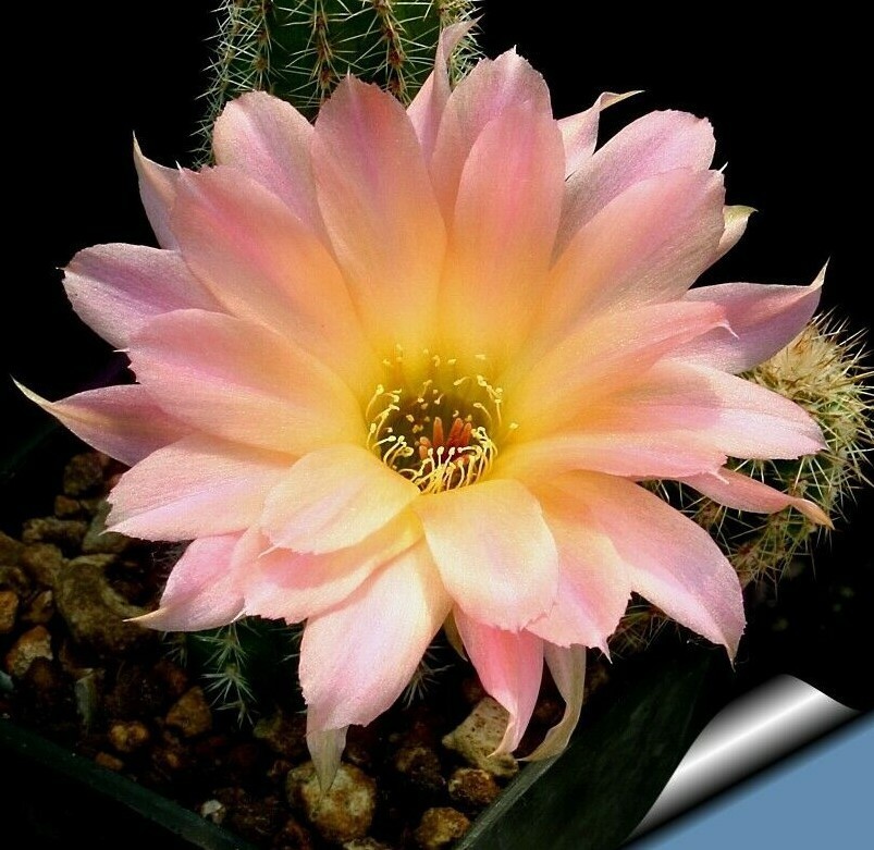 Chamaelobivia (Peanut Cactus) “Perla Di Verona” Cactus Seeds (100 Seeds)
