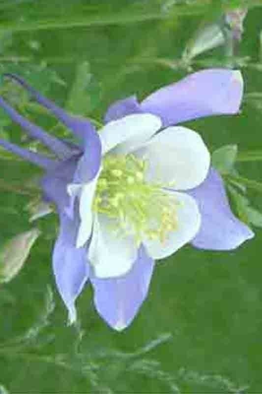 400 COLUMBINE MCKANA GIANTS SEEDS PERENNIAL SPRING MIX FLOWER DEER RESISTANT USA